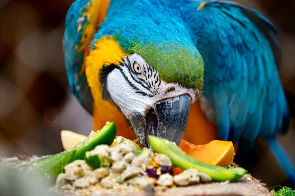 macaw eating assorted fruits, vegetables and pellets 