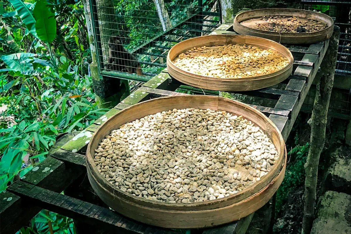 What is Kopi Luwak and Why is it the Most Expensive Coffee in the World?