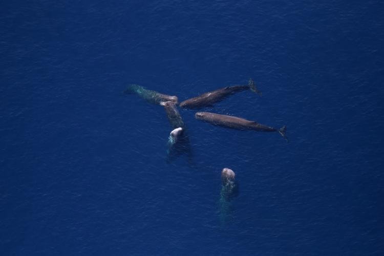 million dollar whale poop