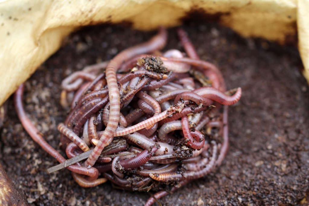 reuse coffee grounds, coffee or die, worms, worm bed