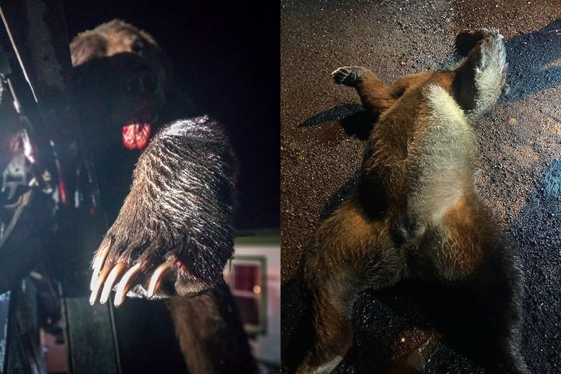 Kodiak-Bear-Attack.jpg