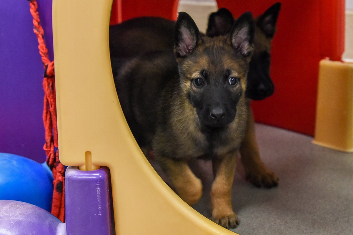 military working dog