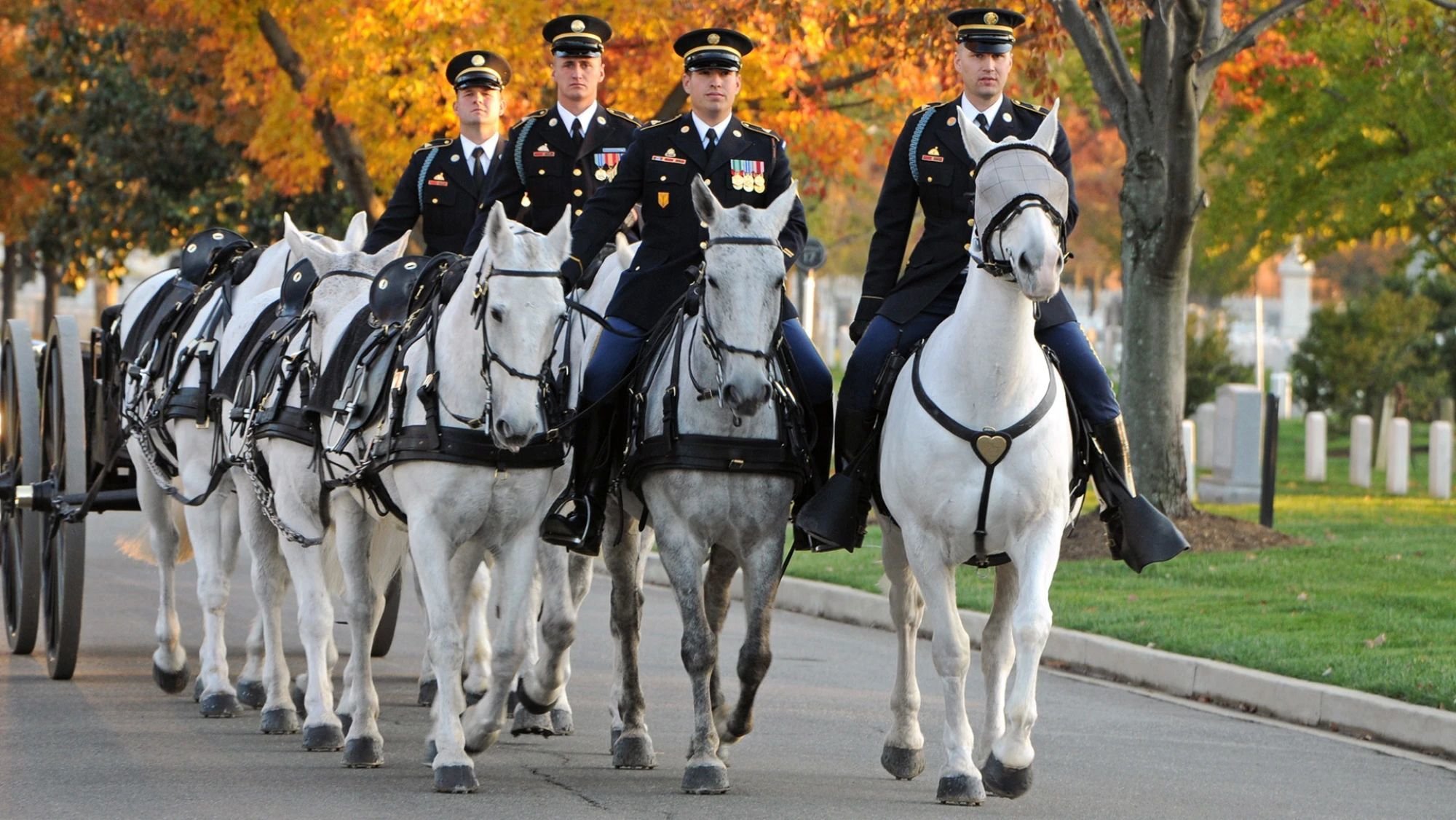 Caisson Platoon participates in all Army, Air Force, and Marine Corps full-honors funerals performed in Arlington National Cemetery. When the horses retire, they’re adopted out. US Army photo.