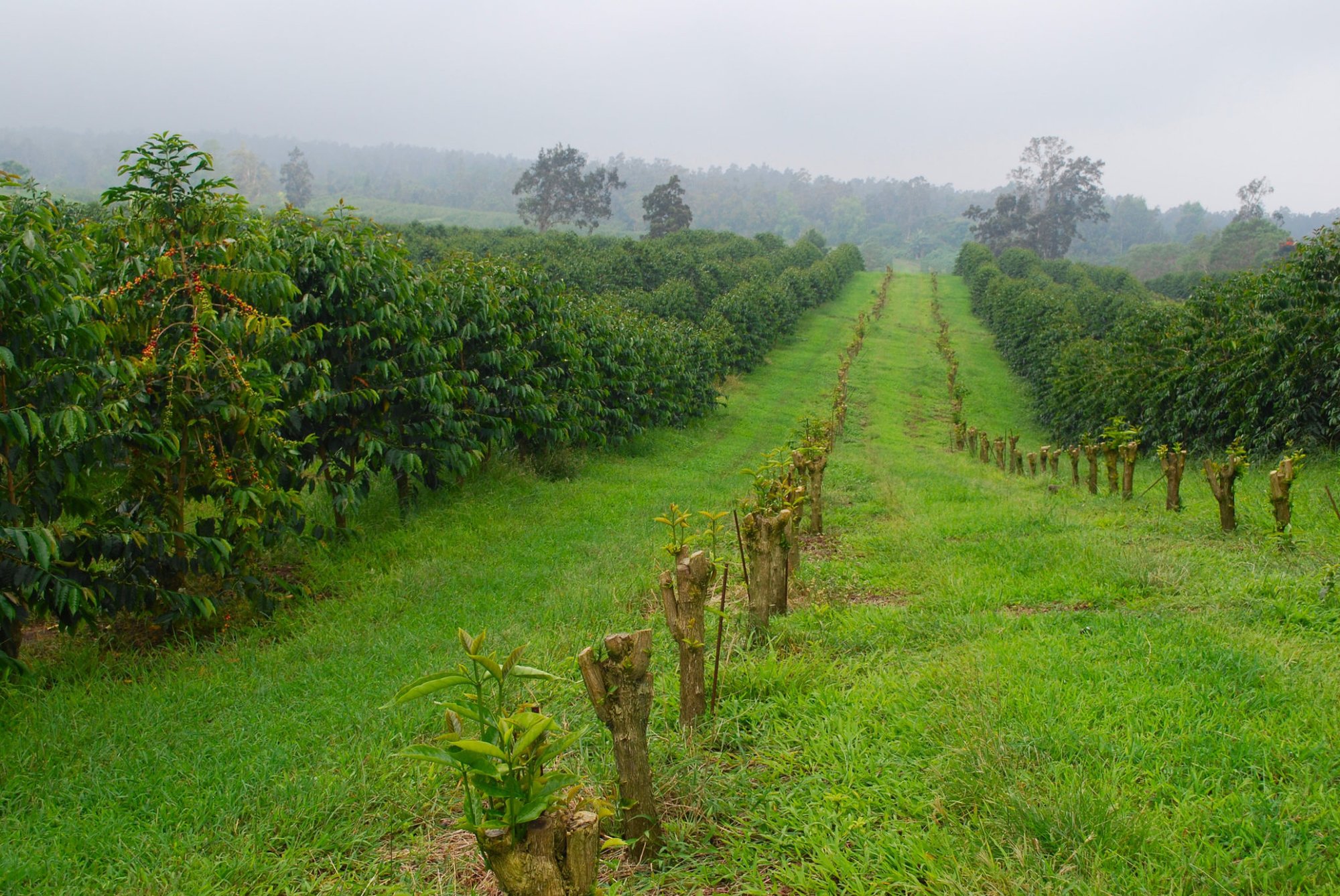 The King Kona coffee plantations. Located in Kona, on the Big Island of Hawaii- Home of some of the best beans on earth!