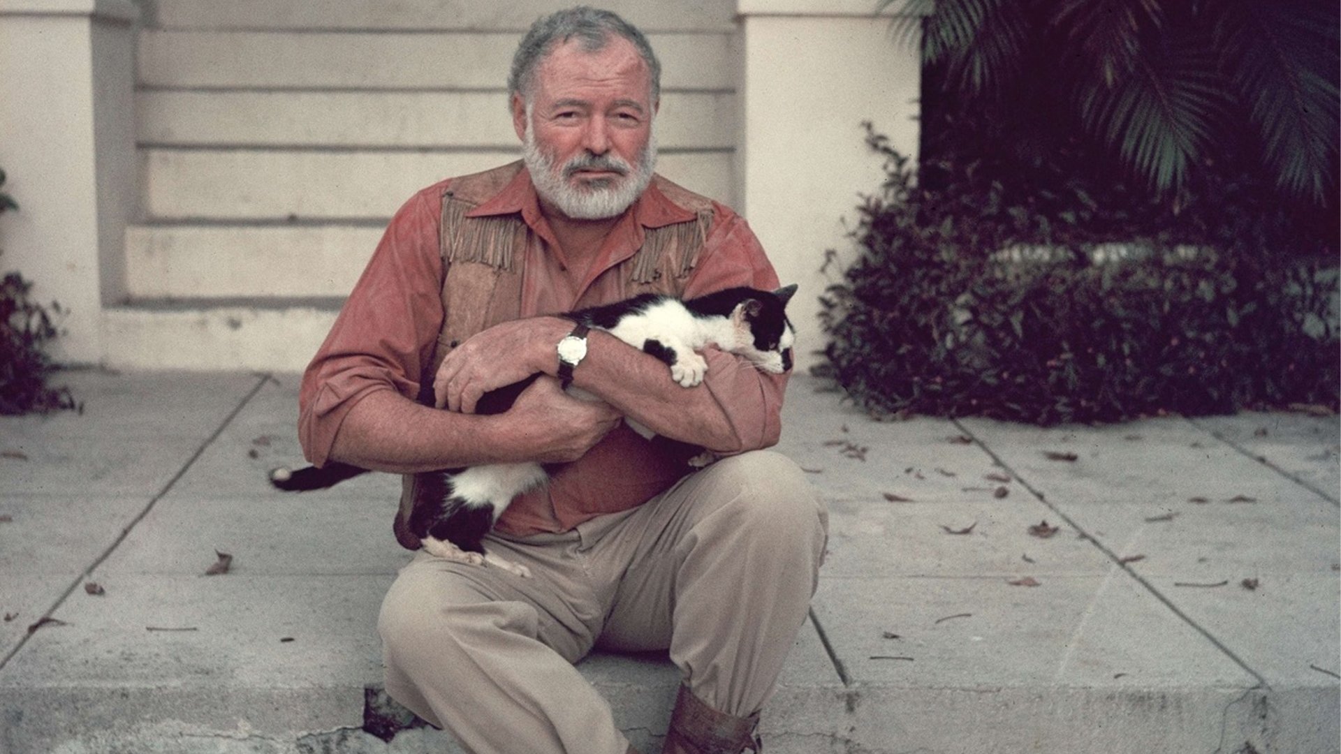 Ernest Hemingway cat