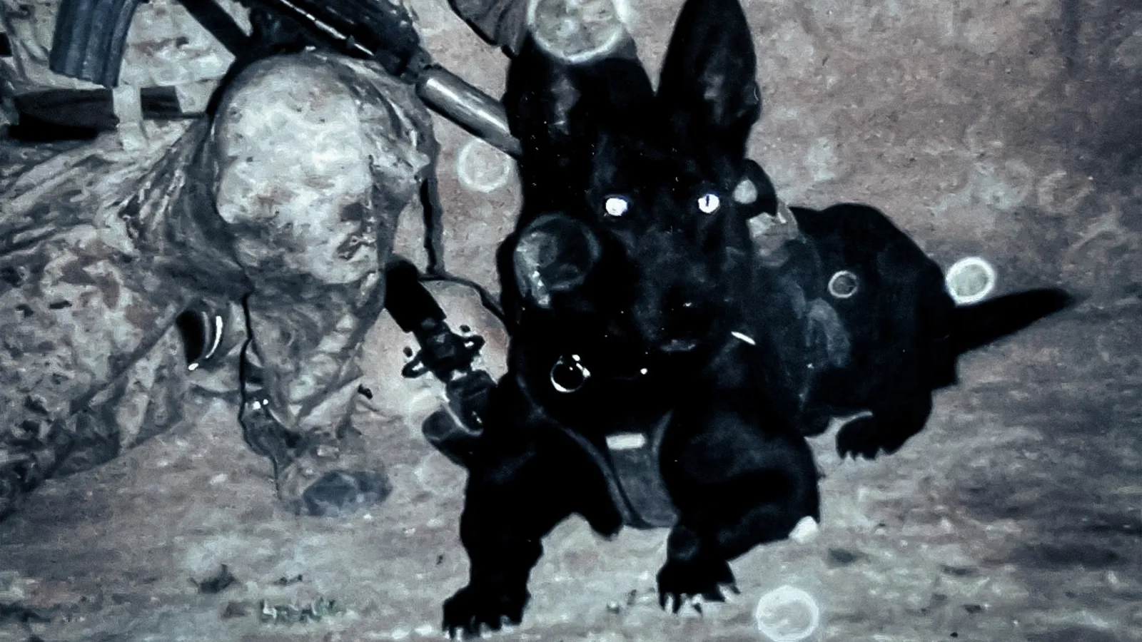Behind the Photo: The Navy SEAL K9 Who Attacked Tom Brady
