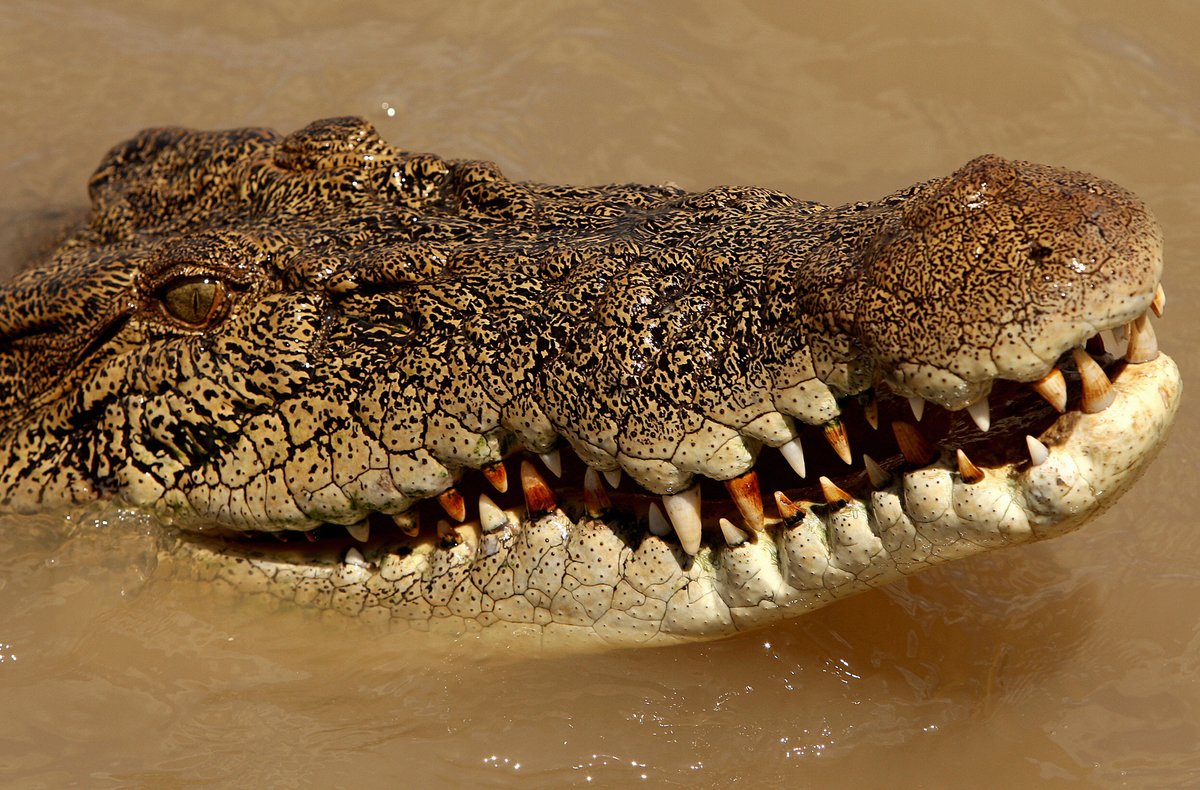 An estuarine crocodile, better known as the saltwater or saltie, is enticed with meat out of the Adelaide river near Darwin in Australia’s Northern Territory on Sept. 2, 2008. Photo by Greg Wood/ AFP via Getty Images.