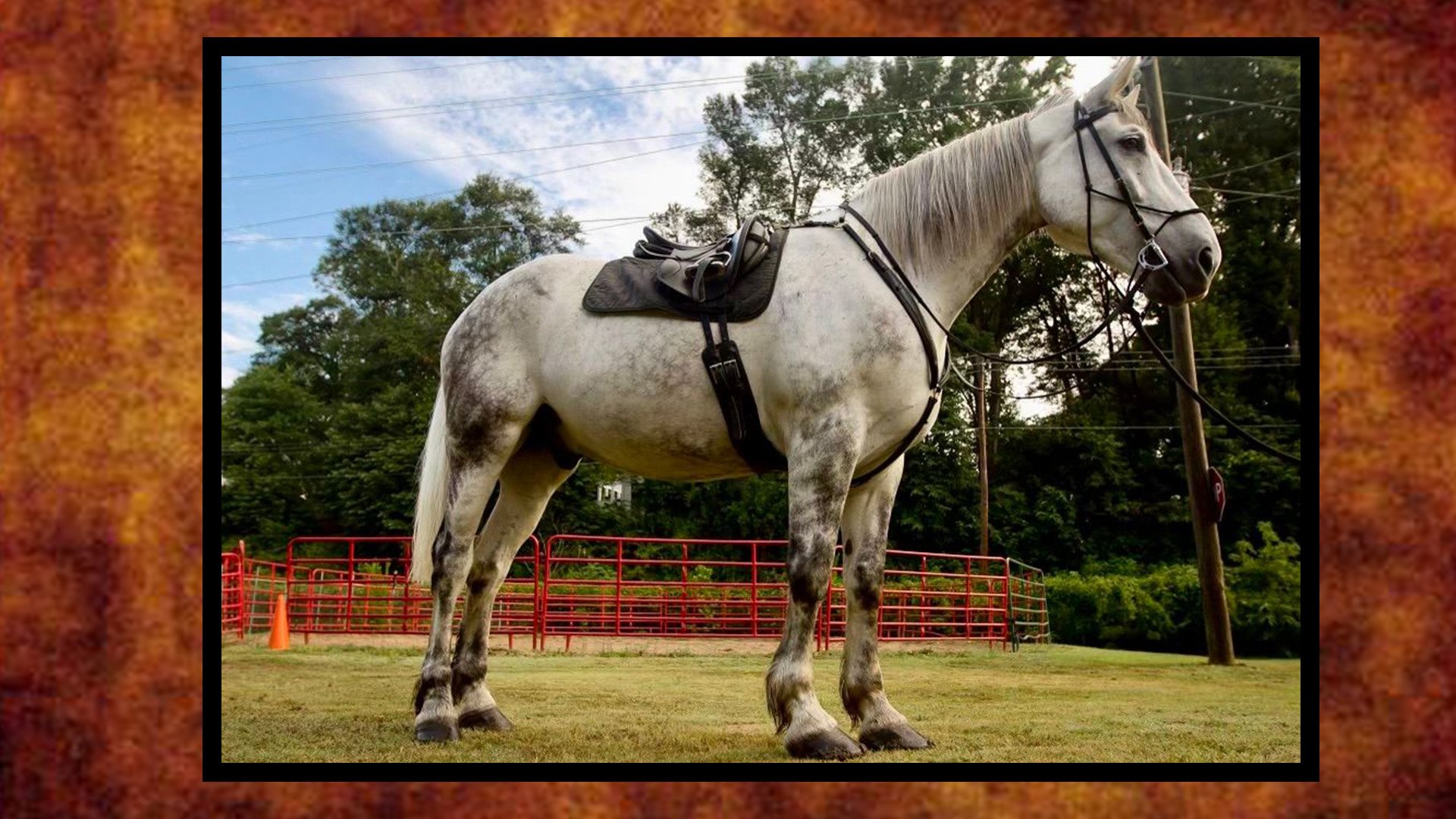 horse