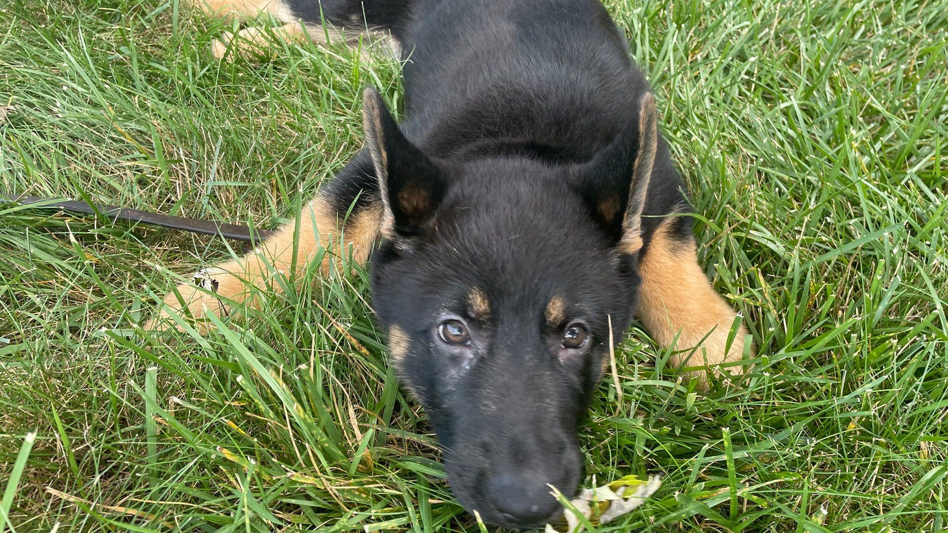 Griff, the newest member of the Union County Sheriff's Office in North Carolina, awaits his assignment and training. Griff was donated to the department by Kaw-Tal German Shepherds and named by a public vote. Union County Sheriff's Office photo.