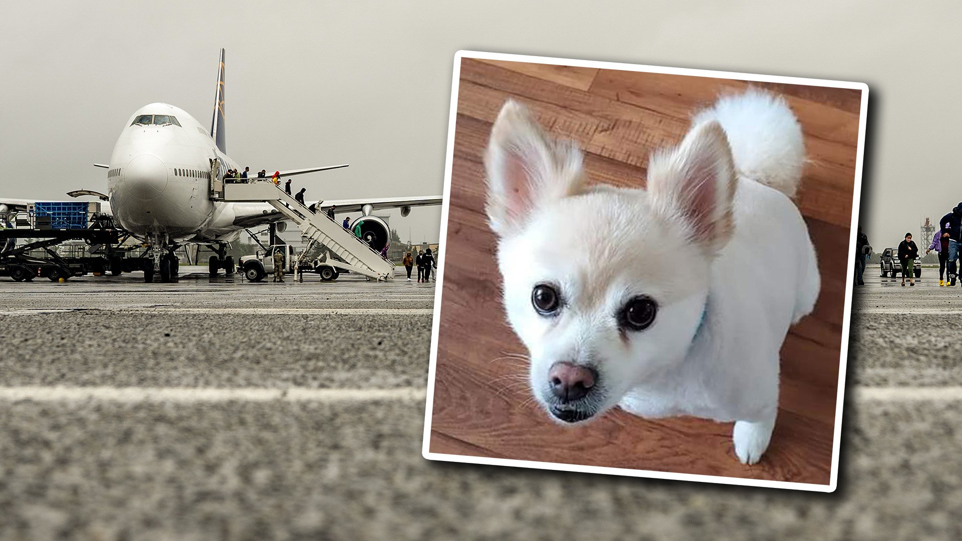 Kolbie, a 10-year-old Pomeranian, died July 1 during a military permanent-change-of-station move to Okinawa, Japan, according to his owner, Amber Panko. US Air Force photo by Staff Sgt. Kyle Johnson. Photo of Kolbie via Facebook. Composite by Coffee or Die Magazine.