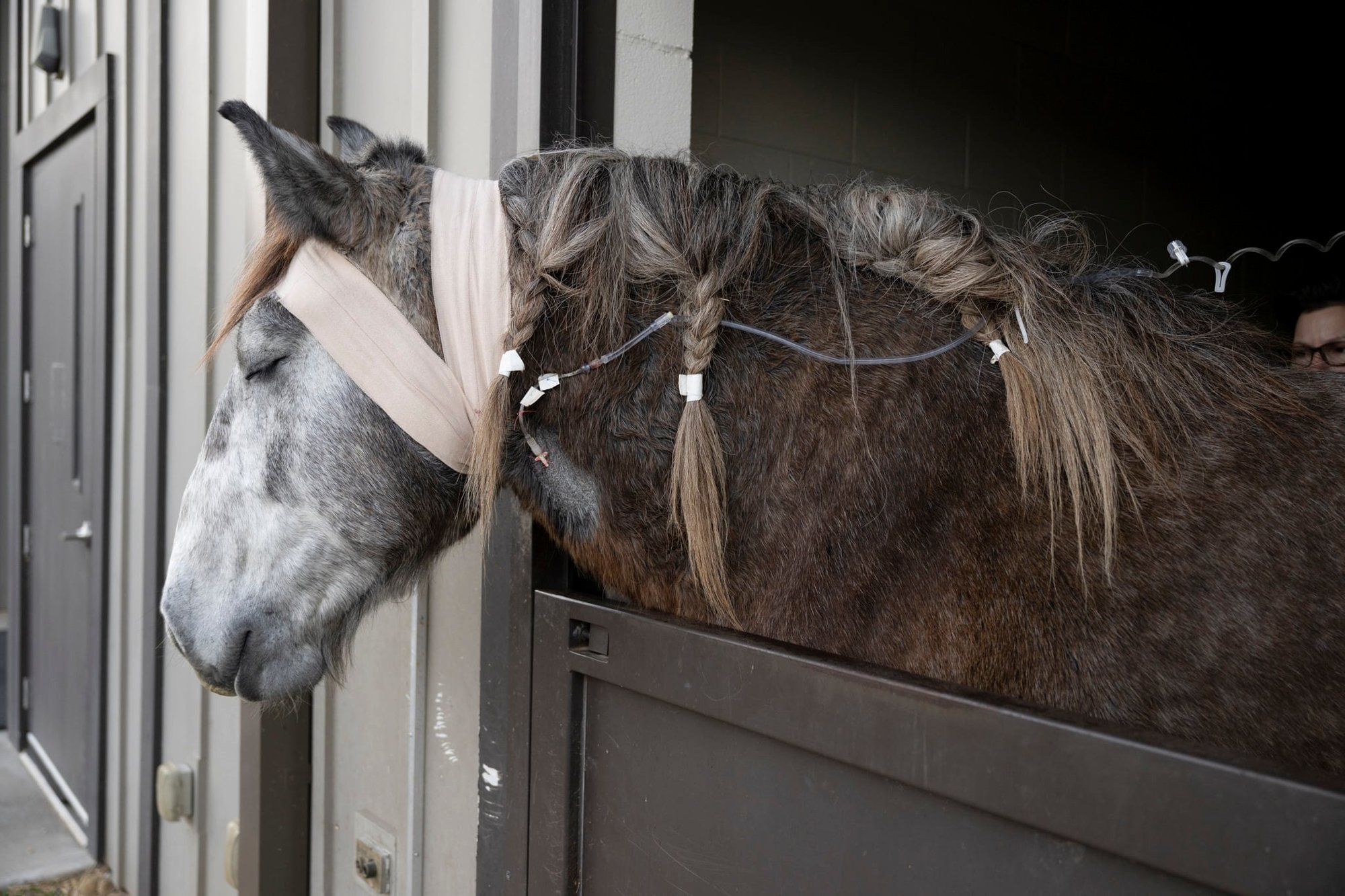 draft horse