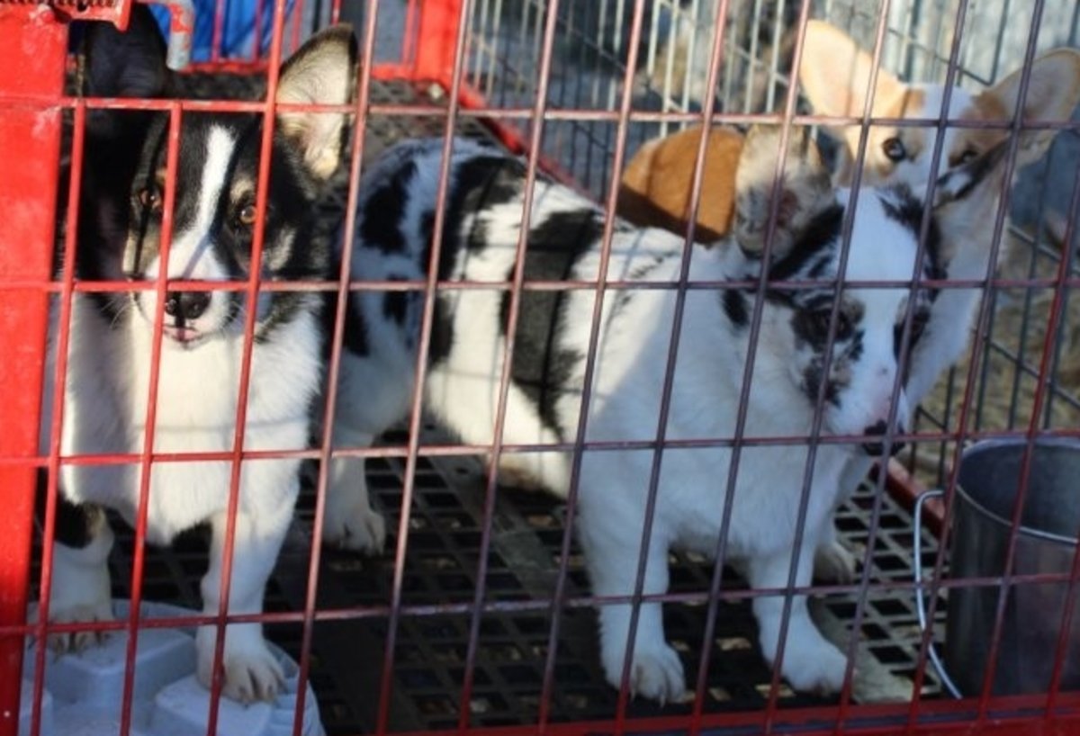 animal rescue
