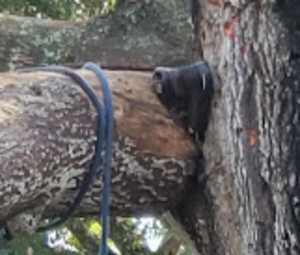 arborist