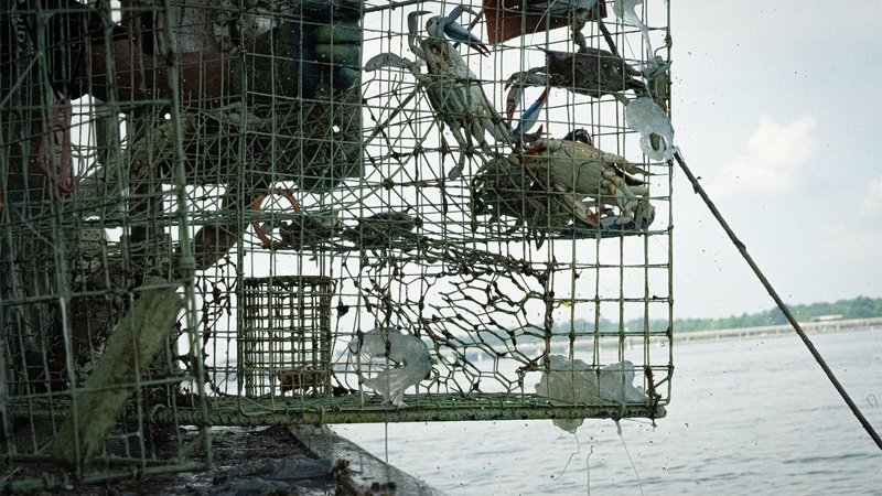 blue crabs crabbing