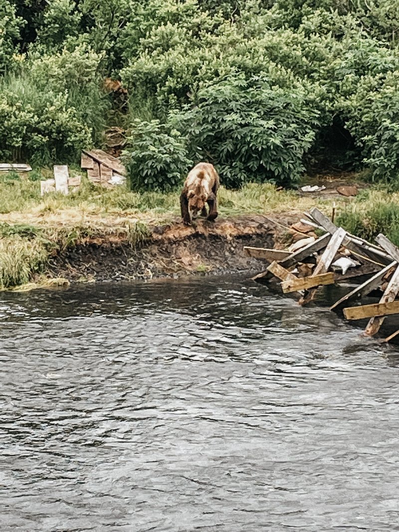 Saltery Coast bear