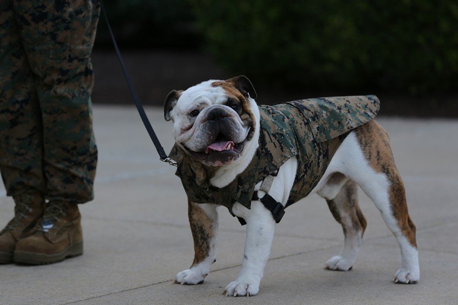 Chesty bulldog marine corps mascot coffee or die 