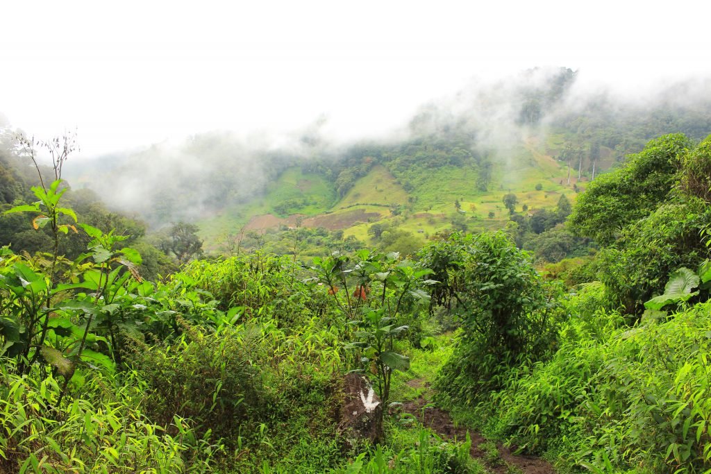 geisha coffee, panama, coffee or die