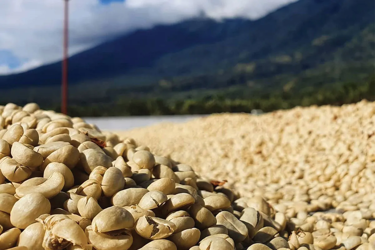 washed coffee Guatemala