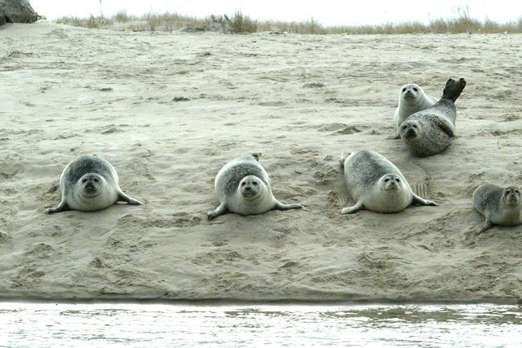 harbor seals