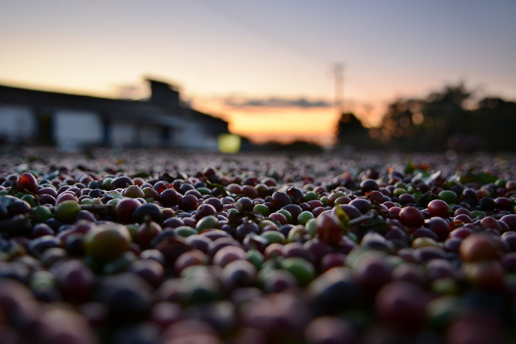 Honduras coffee