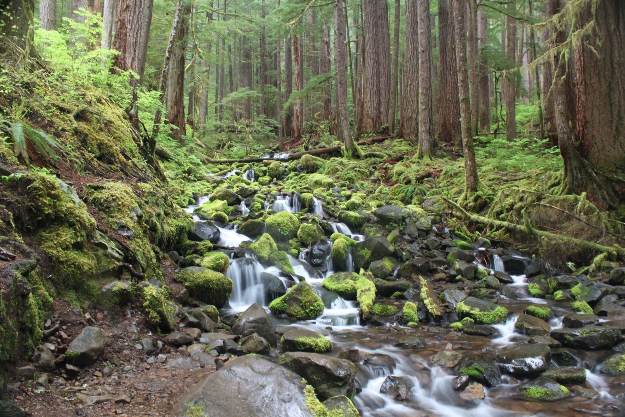 Olympic National Park. Photo courtesy of the National Parks Service.