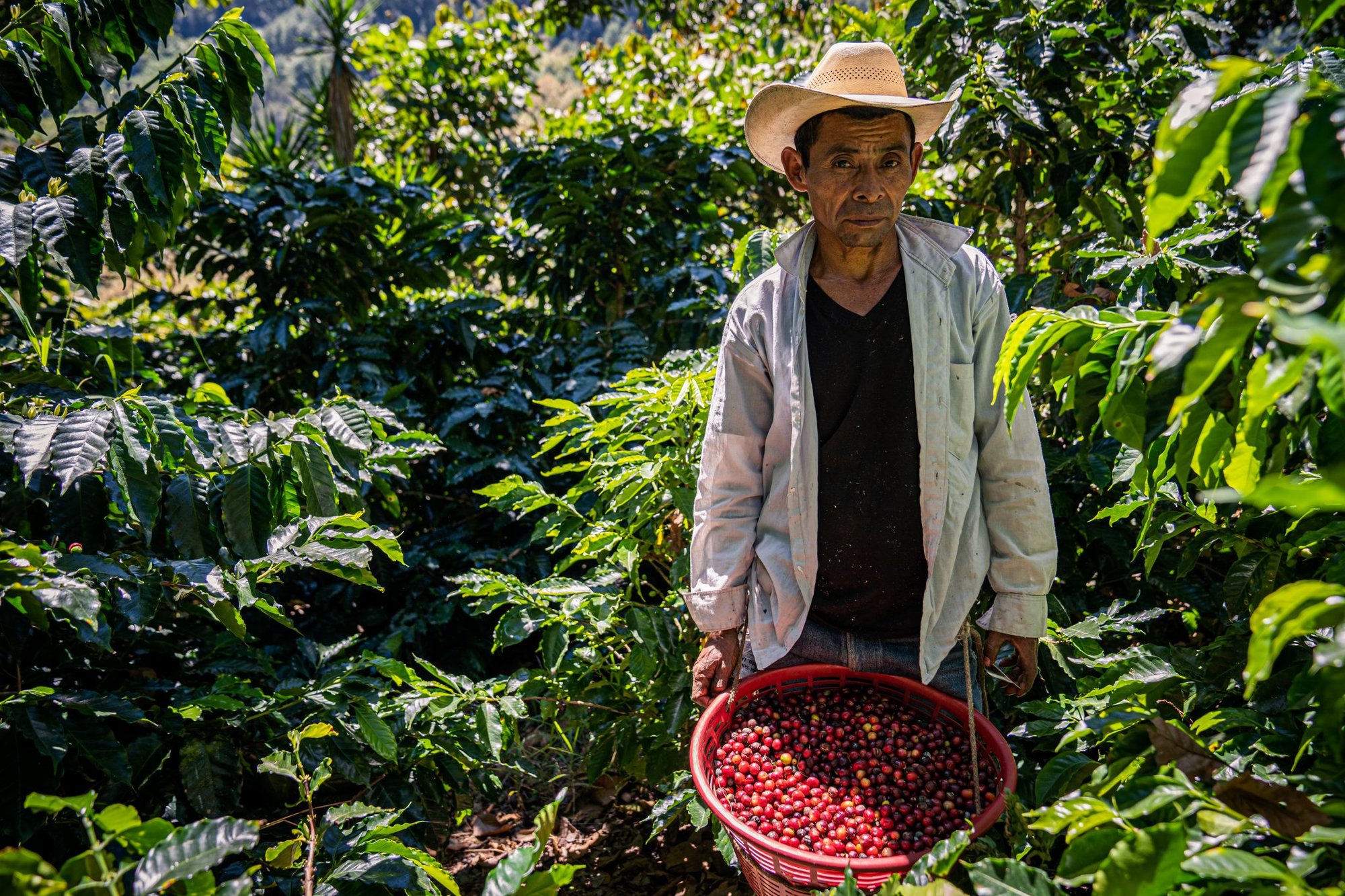 2020 best photos coffee or die guatemala coffee farmer