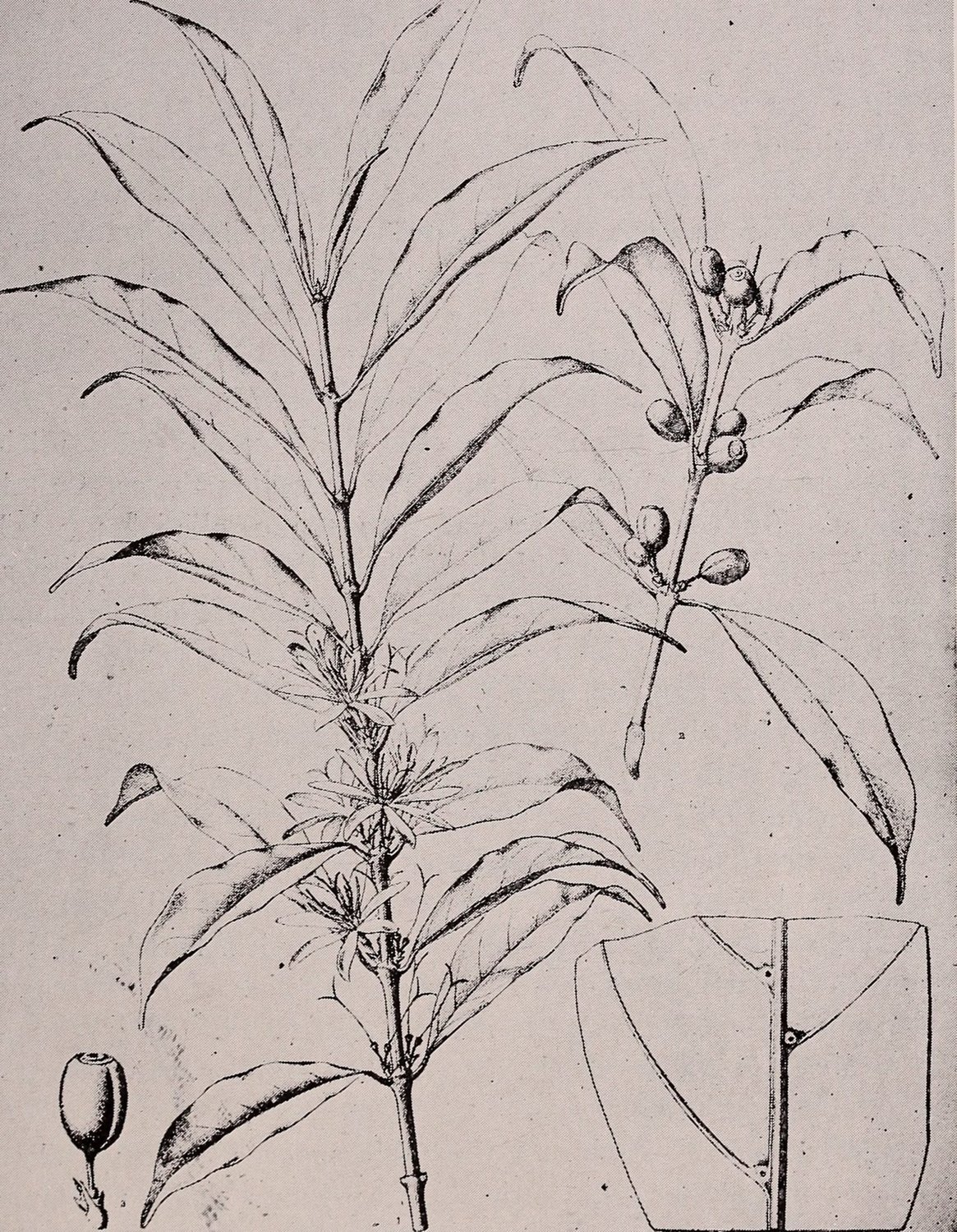 Coffea stenophylla