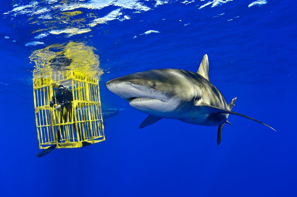 Florida shark attacks