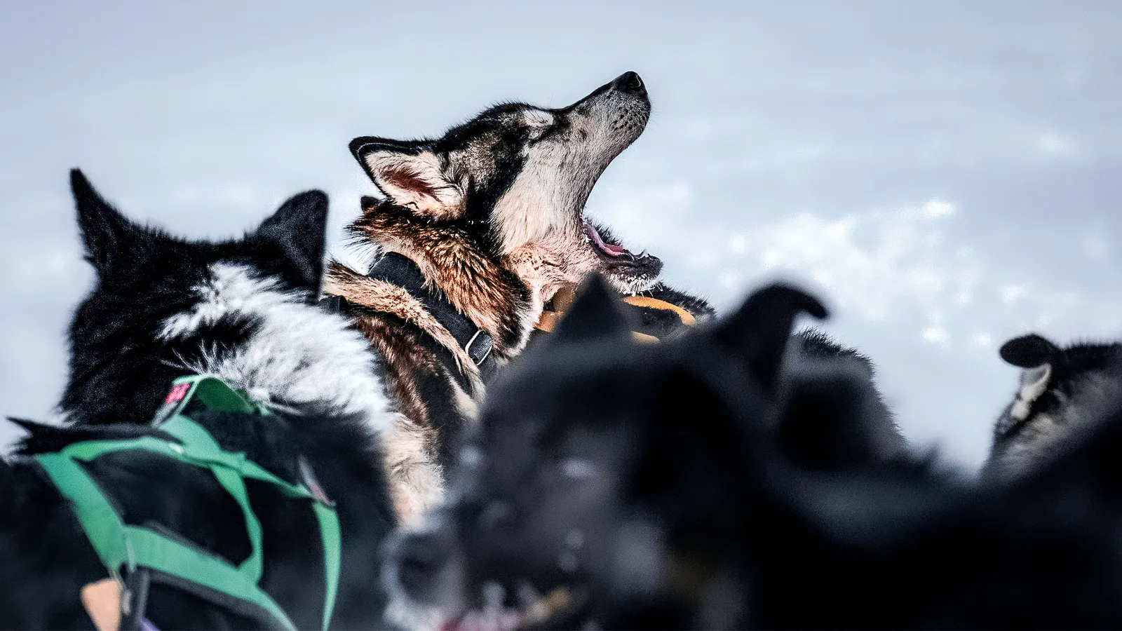 Mushing