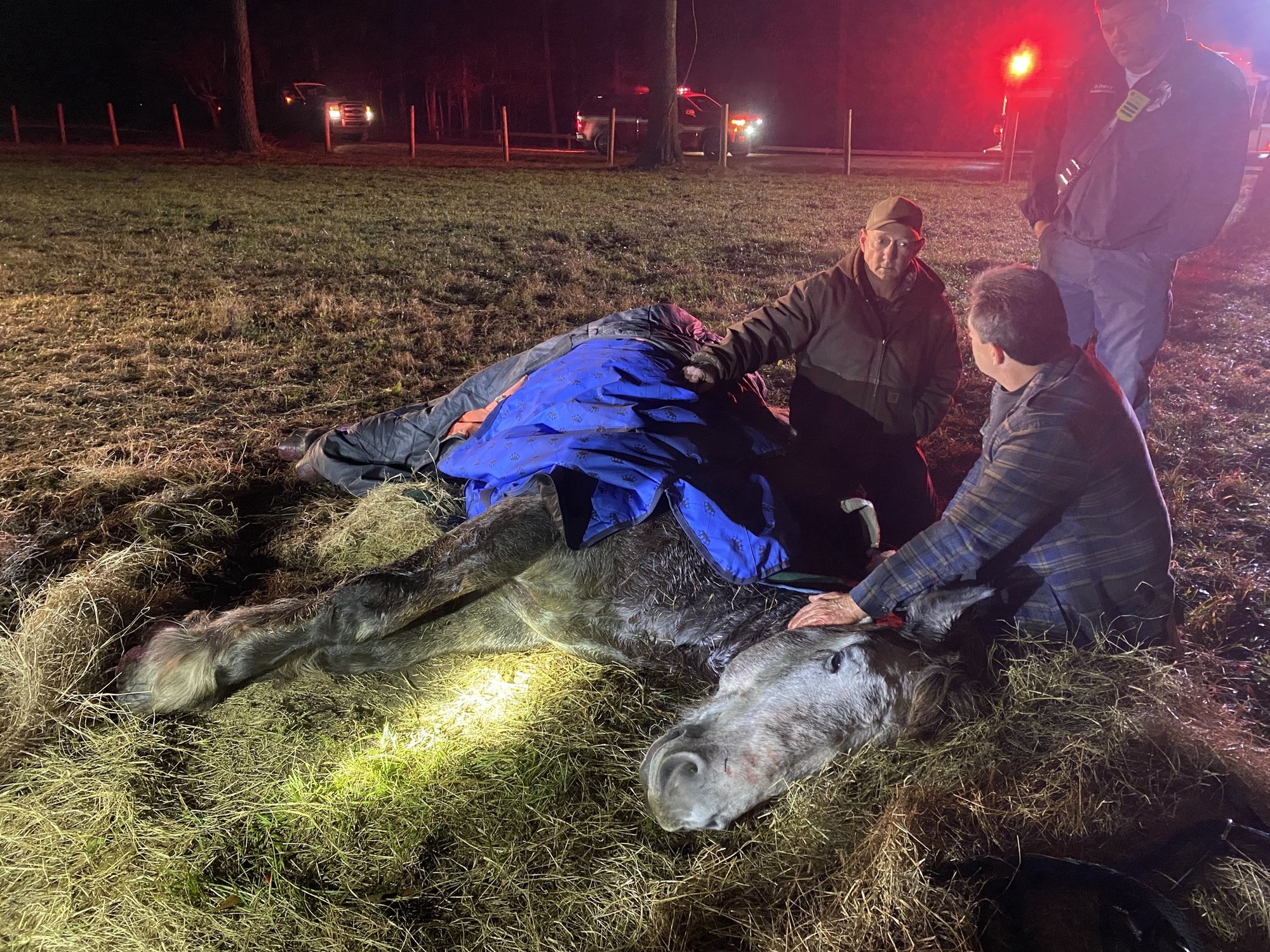 Brabant draft horse rescue