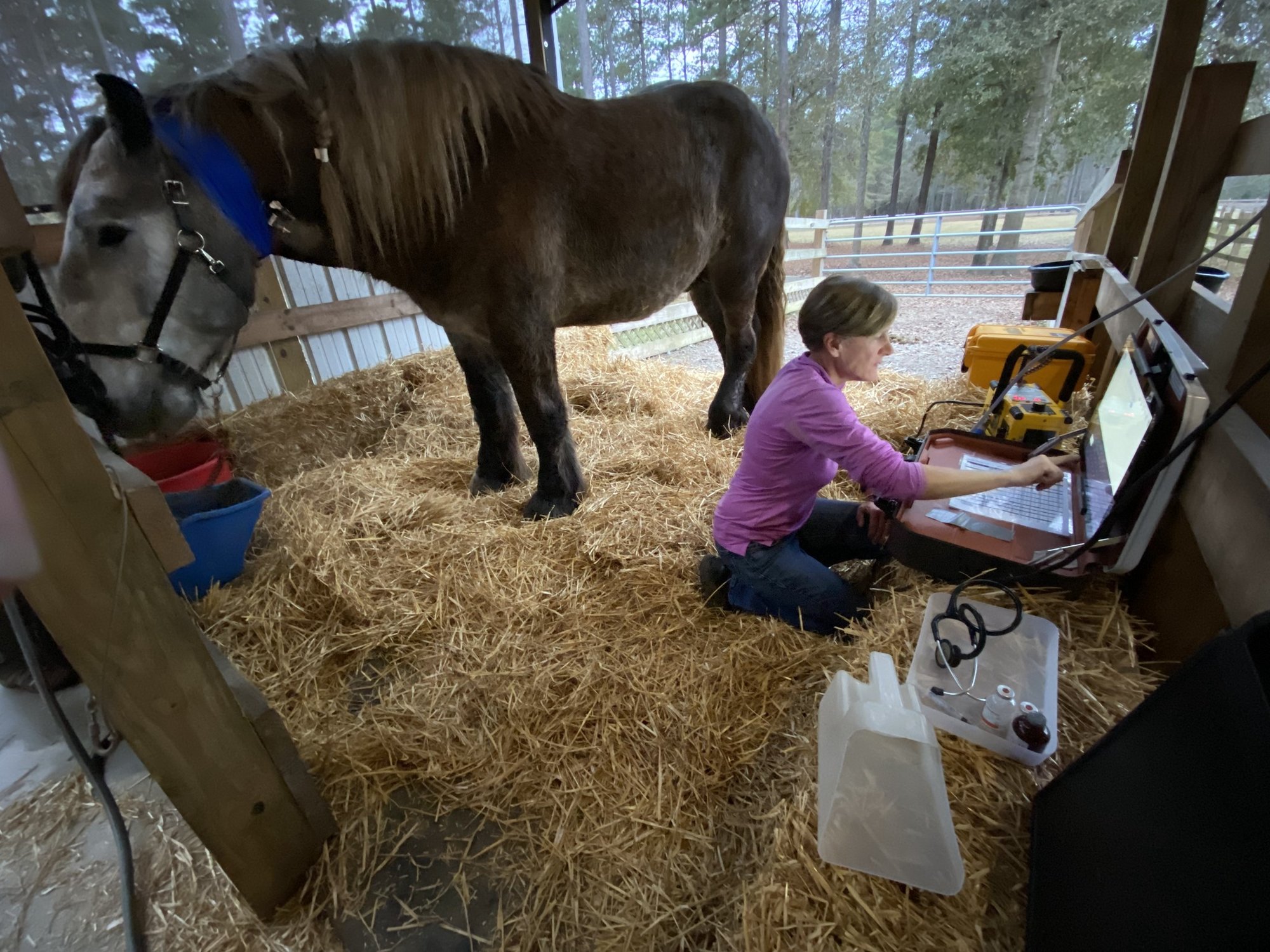 Brabant draft horse rescue