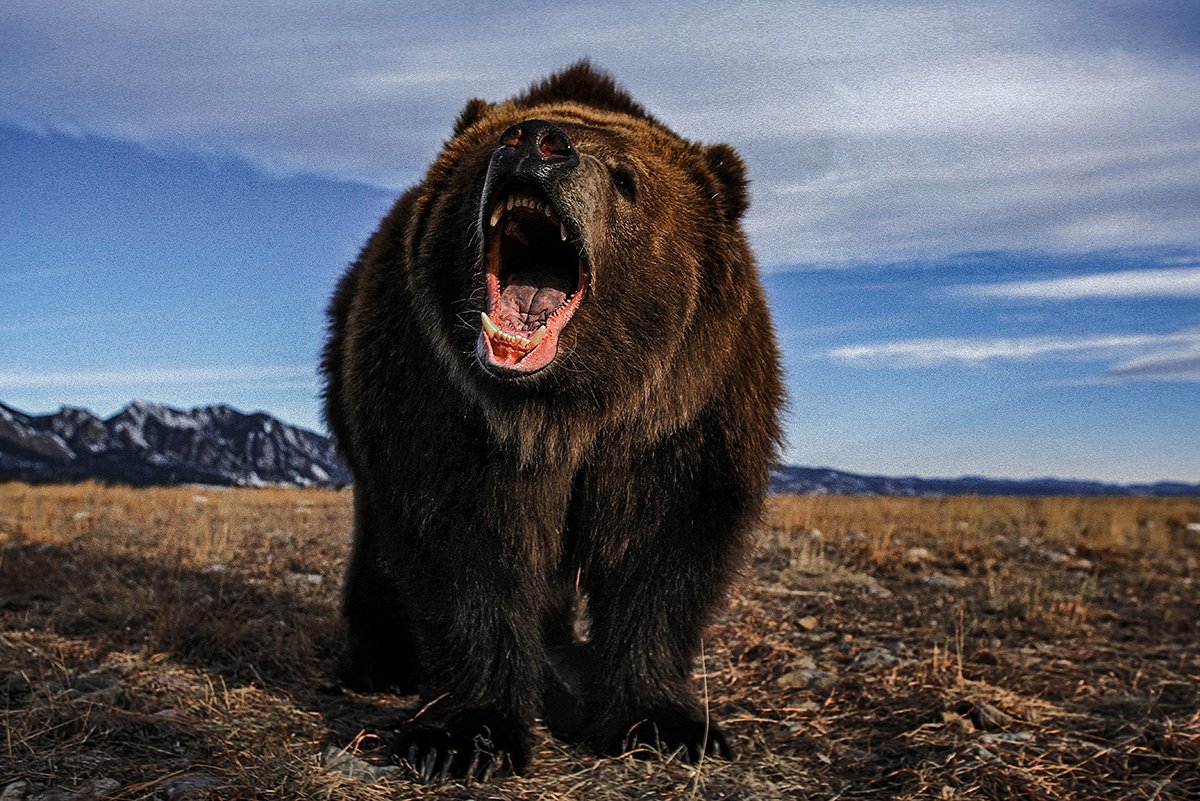 As this story goes to show, multiple rounds from a .45 Colt didn’t do the job against a Kodiak bear. Experts say a reliable brown bear defense revolver must be at least a .44 Magnum, but ideally a .454 Casull. Adobe Stock photo.