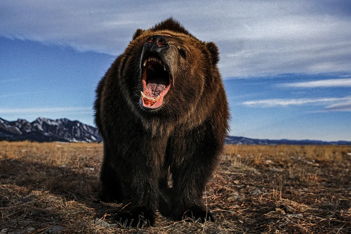 Retired Coast Guardsman Kills Kodiak Bear Inside Neighbor’s House with a 12-Gauge
