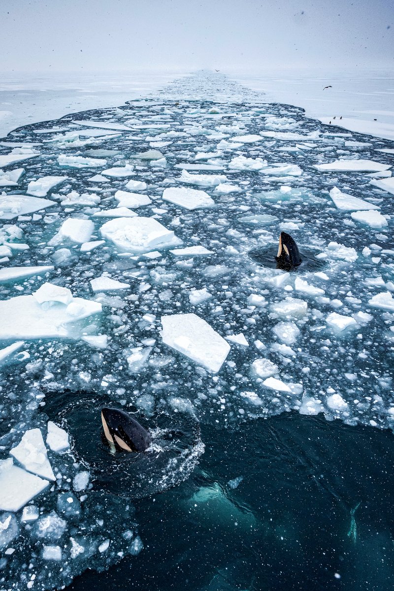 Operation Deep Freeze