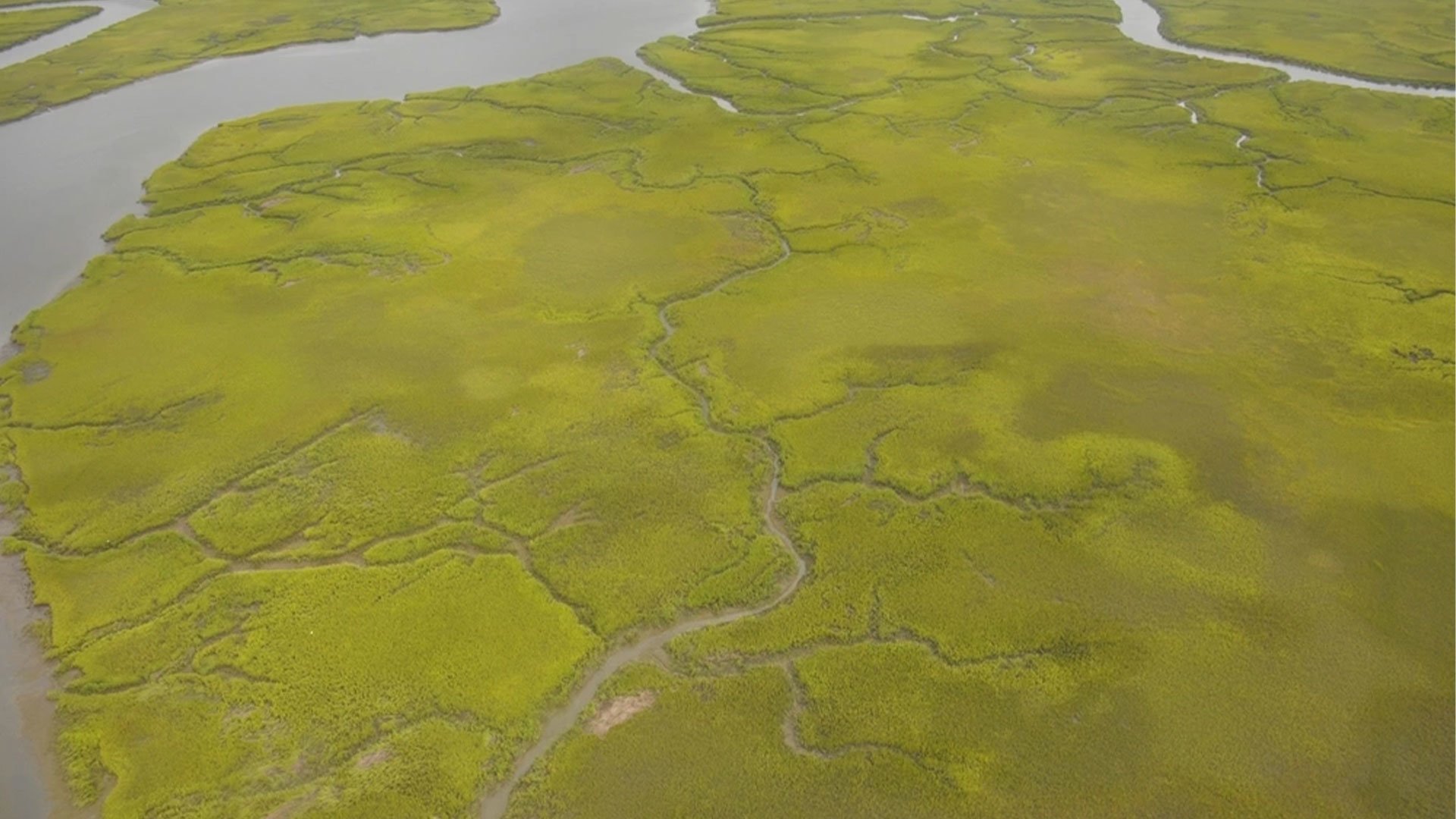 georgia swamp