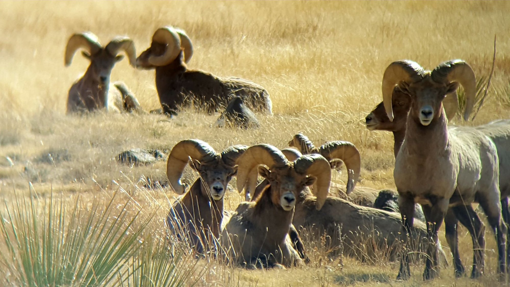 Illegal Hunt for Bighorn Sheep