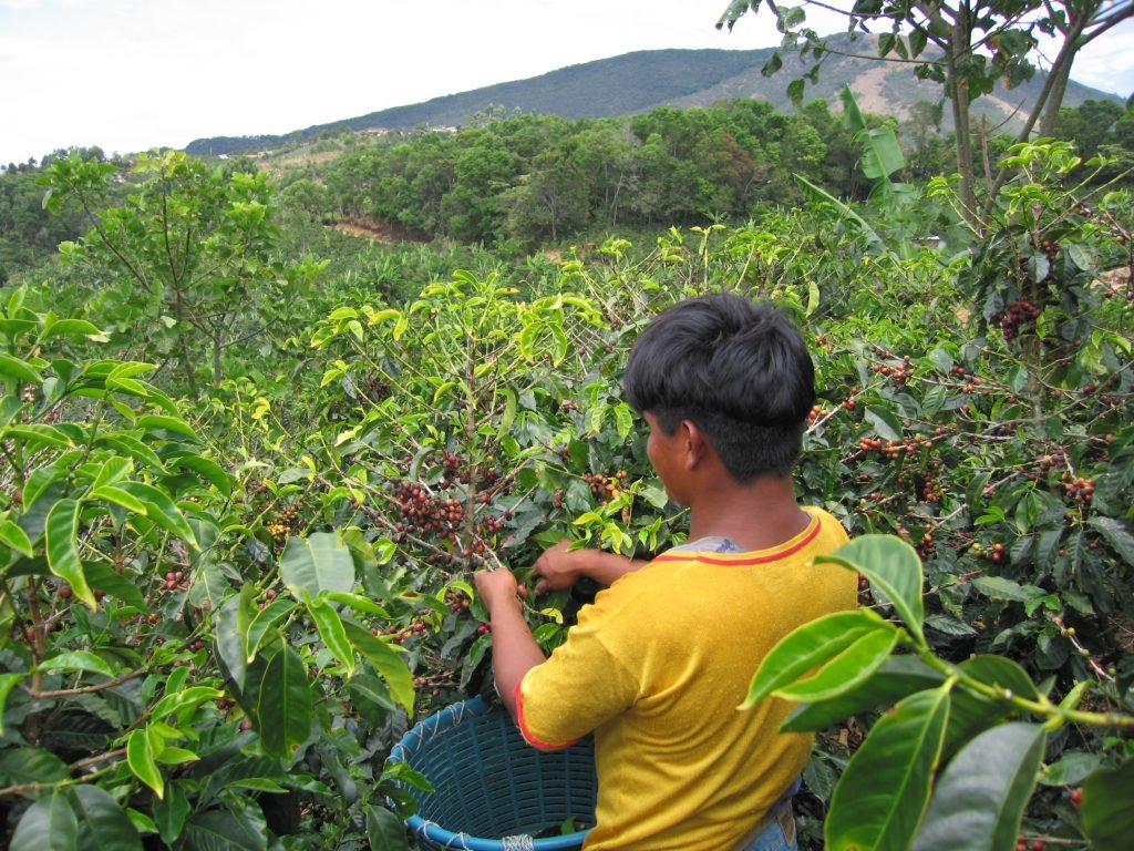 Coffee Costa Rica, recycled coffee pulp to regenerate rainforest