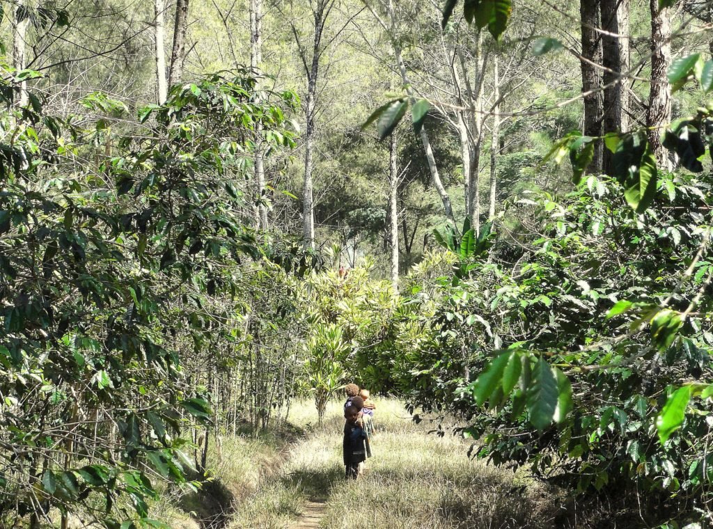 A Papua New Guinea coffee farm. Photo courtesy of Crop to Cup Coffee Importers.