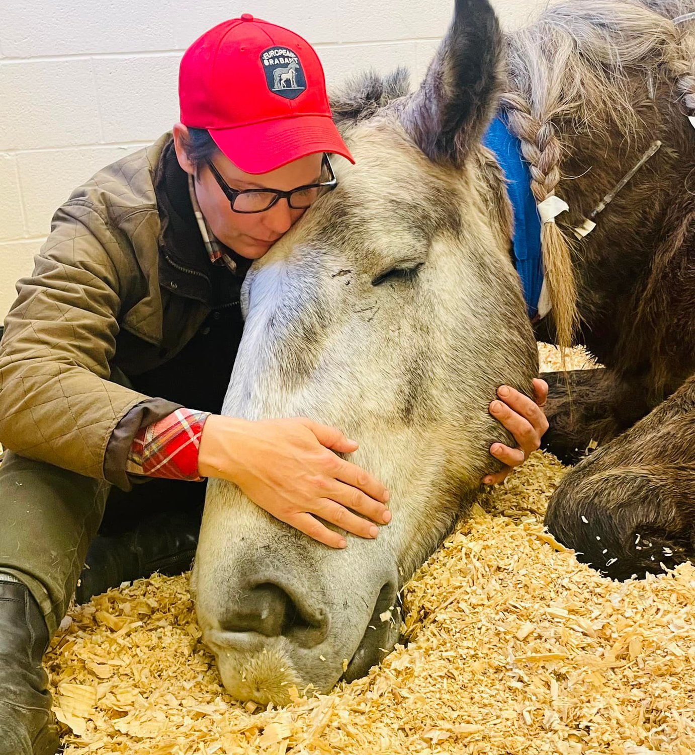 Brabant draft horse rescue