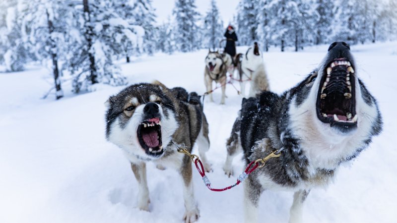 Dog sled