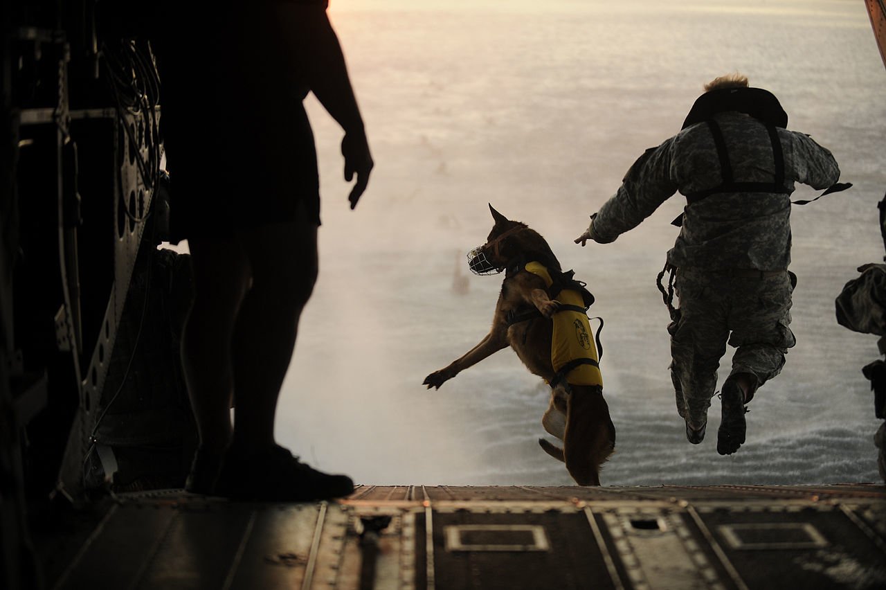 A US Army soldier with the 10th Special Forces Group and his military working dog jump off the ramp of a CH-47 Chinook helicopter from the 160th Special Operations Aviation Regiment during water training over the Gulf of Mexico as part of exercise Emerald Warrior 2011 on March 1, 2011. US Air Force photo by Tech. Sgt. Manuel J. Martinez.