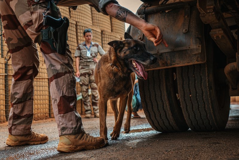 French Malinois