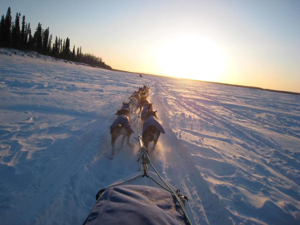 dogsledding