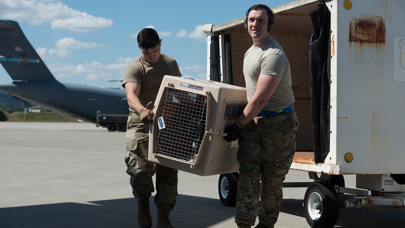 pets military pcs moves