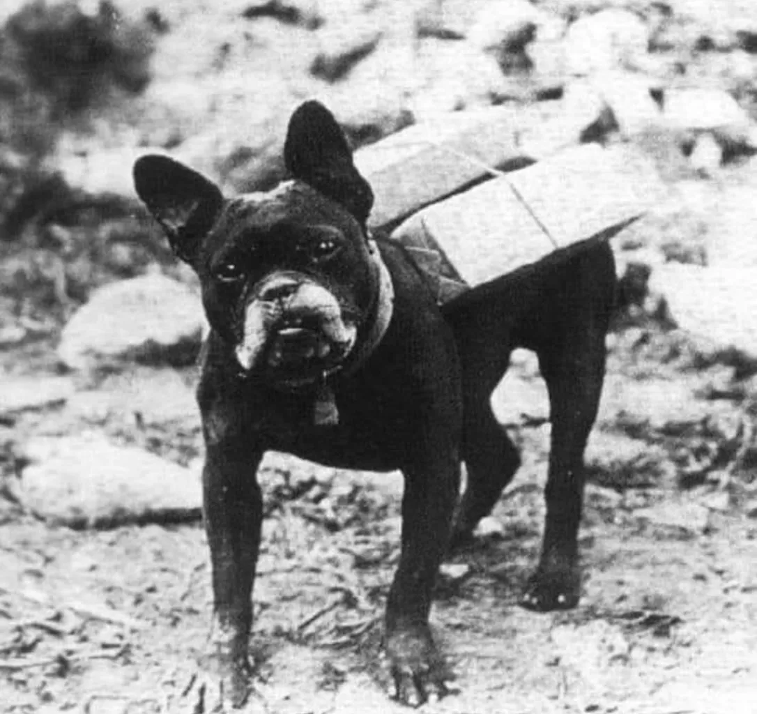 cigarette dog world war I coffee or die