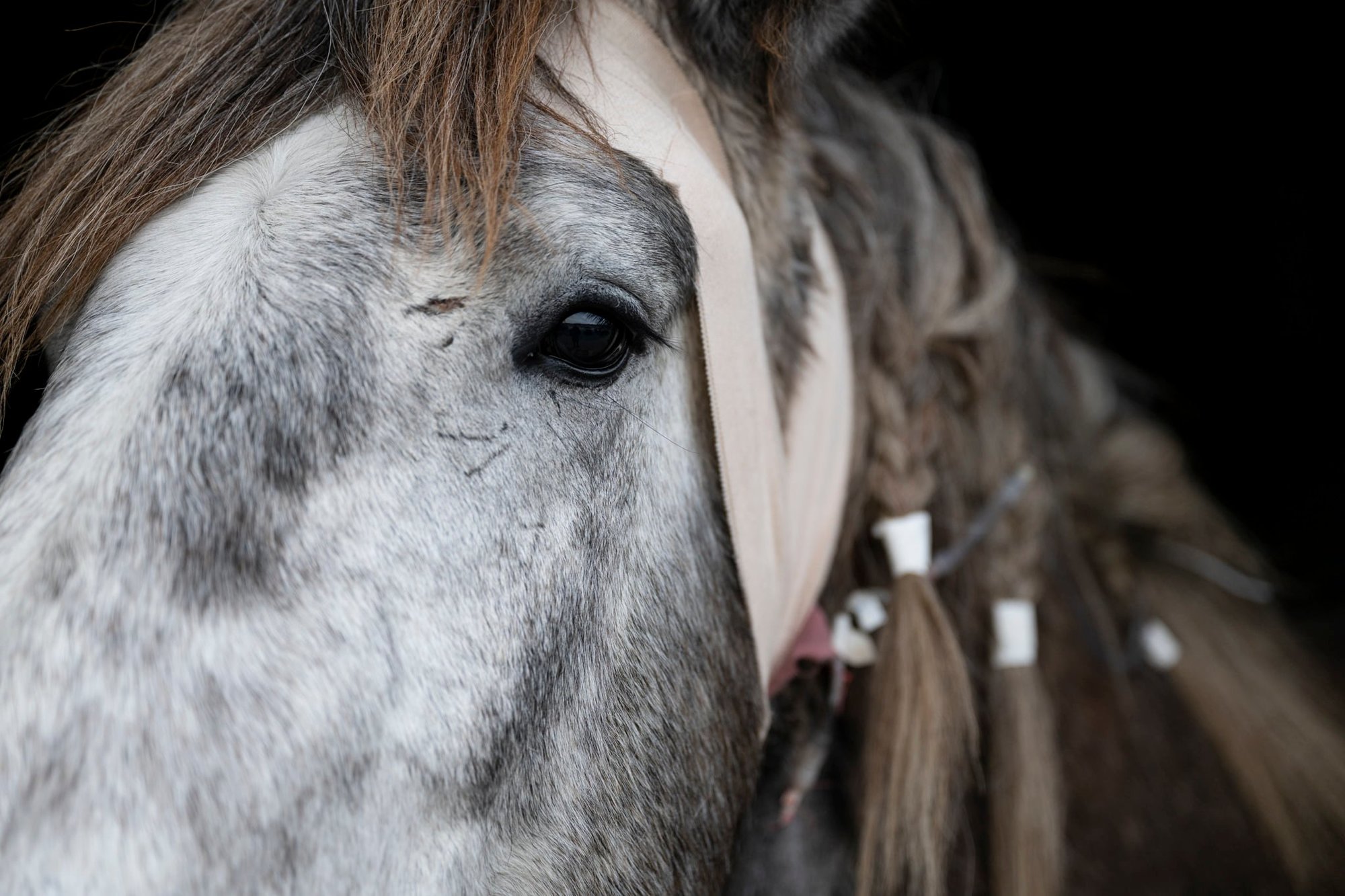 Brabant draft horse rescue
