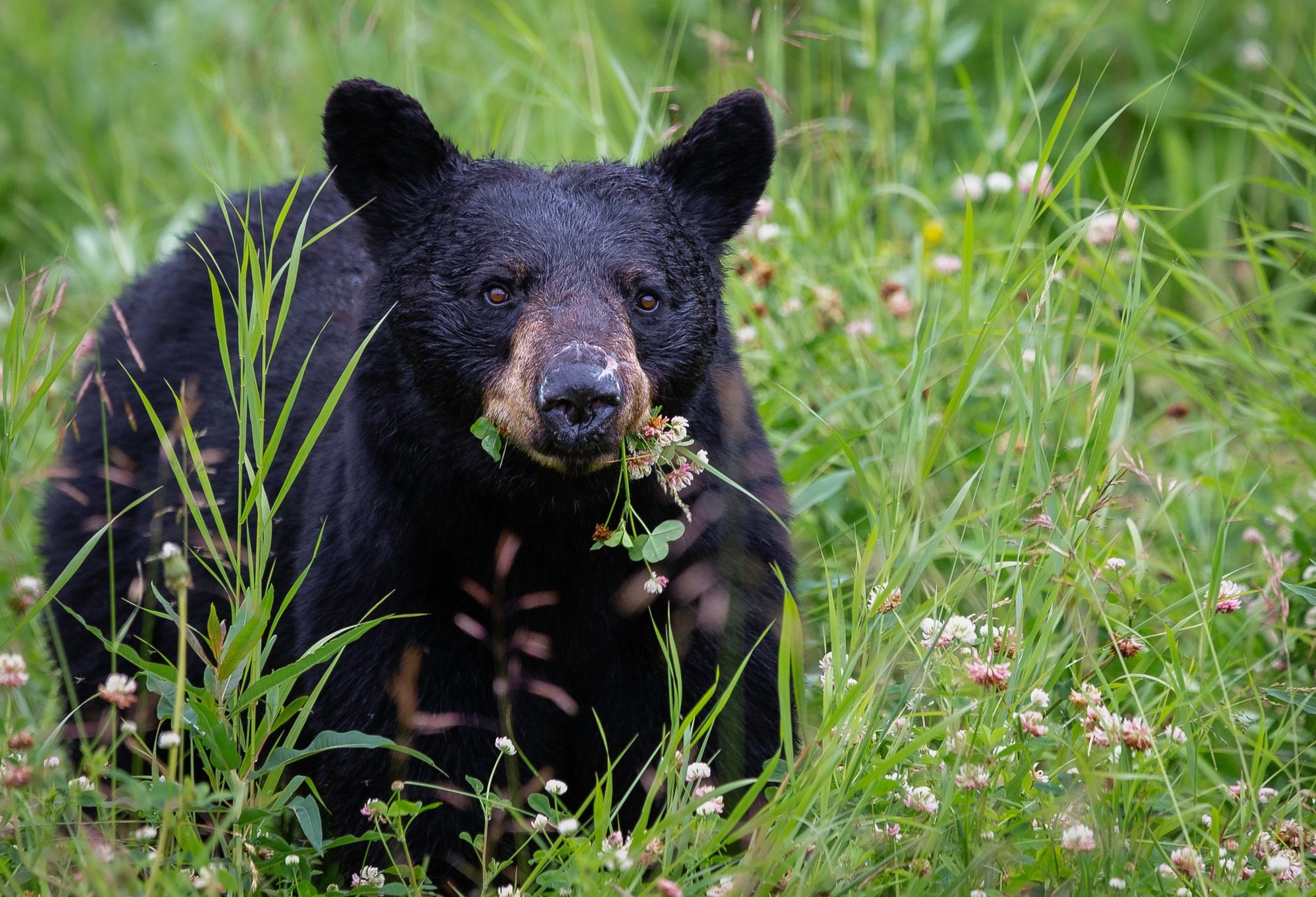 Cocaine Bear, probably