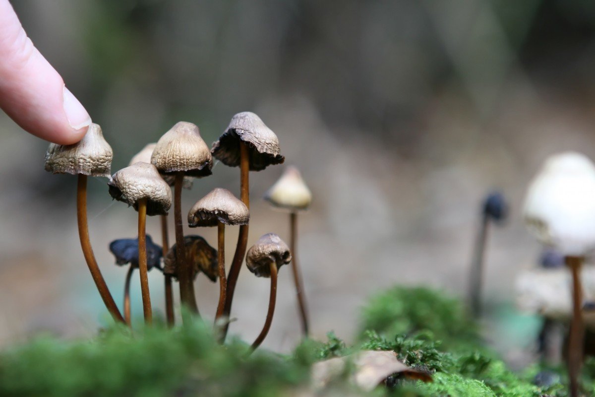 mushrooms ground psilocybin