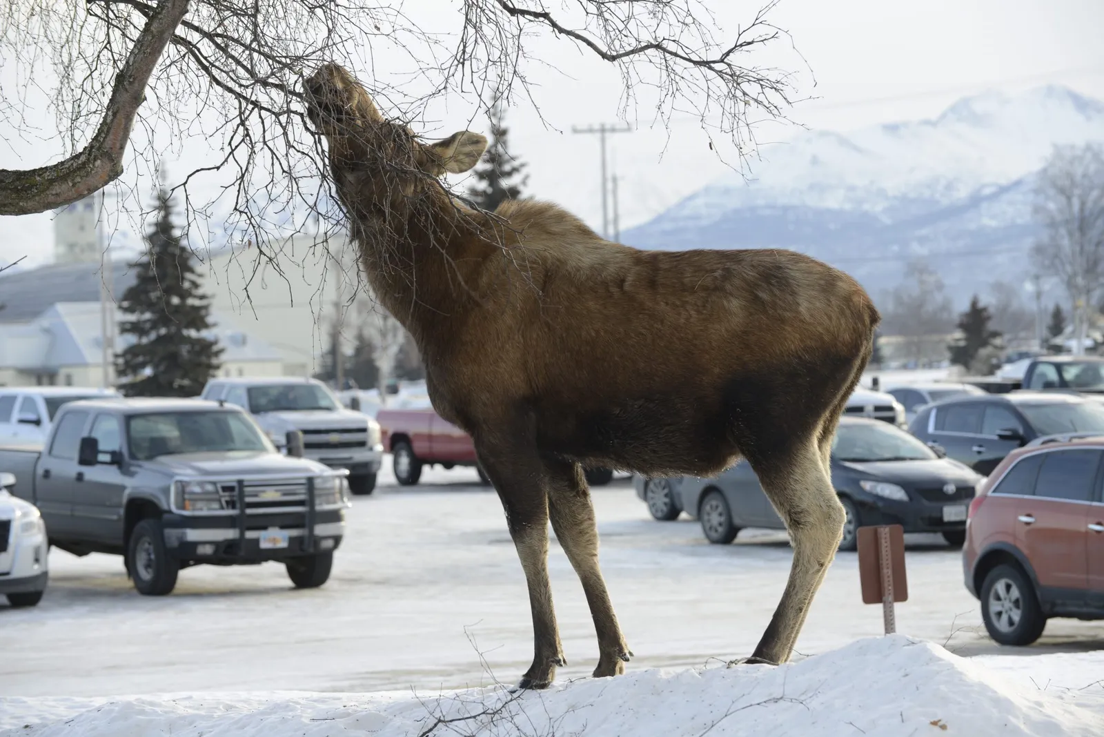 moose murder