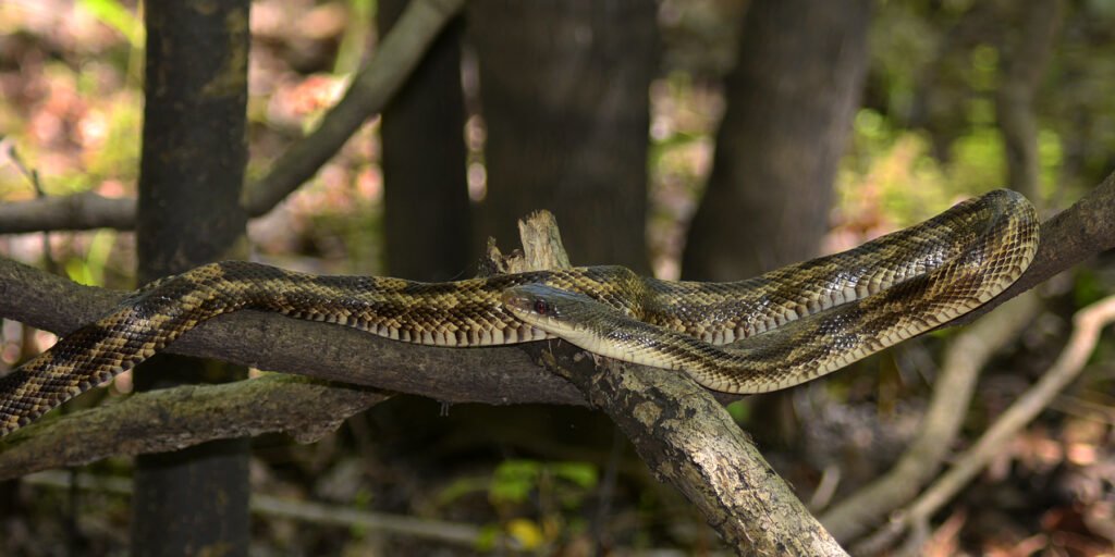 rat snake